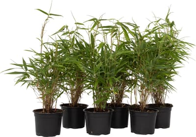 Plant in a Box - Set van 6 Fargesia Rufa - Niet woekerende bamboe winterhard - Pot 13cm - Hoogte 25-40cm