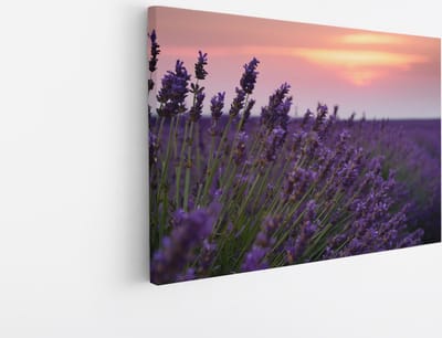 Saammp Canvas Schilderij - Lavendel tijdens zonsondergang - Natuur - Landschap - 45x30 - Foto op canvas - Wanddecoratie - Muurdecoratie Woonkamer - Slaapkamer decoratie - Canvas Print