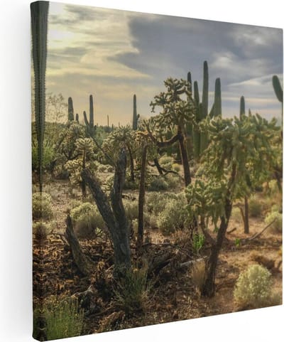 Artaza Canvas Schilderij Saguaro Woestijn - 30x30 cm - Klein - Wanddecoratie Landschap - Muurdecoratie Botanisch - Kamer Accessoires