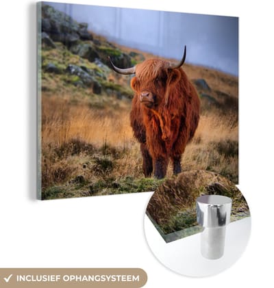 MuchoWow® Glasschilderij 160x120 cm - Schilderij acrylglas - Schotse Hooglander - Gras - Stenen - Foto op glas - Schilderijen