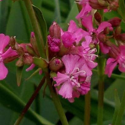 6 x Lychnis Viscaria 'Splendens' - Koekoeksbloem pot 9x9cm
