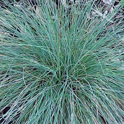 6 x Festuca Glauca 'Elijah Blue' - Zwenkgras pot 9x9cm - Prachtige Blauwgroene Zwenkgras