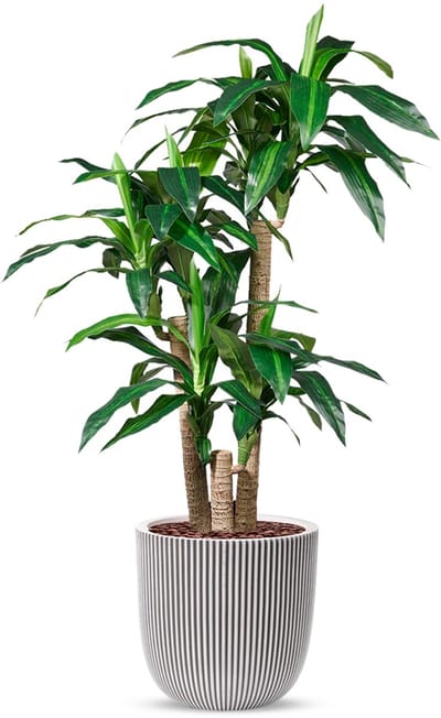 Kunstplant Dracaena fragans in Planter Ball groove ivoor H150 cm