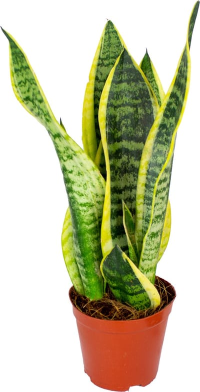 Bloomique - Sansevieria Superba - Vrouwentong - Kamerplanten - Luchtzuiverend - Zeer Gemakkelijk te Verzorgen - Hoogte 20-30 cm - Pot 12 cm