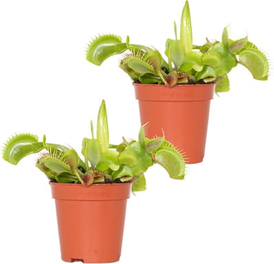 Bloomique - Set van 2 - Dionaea Muscipula – Vleesetende plant – Onderhoudsvriendelijk ––05-10 cm - Pot 6 cm - Hoogte 5-10 cm