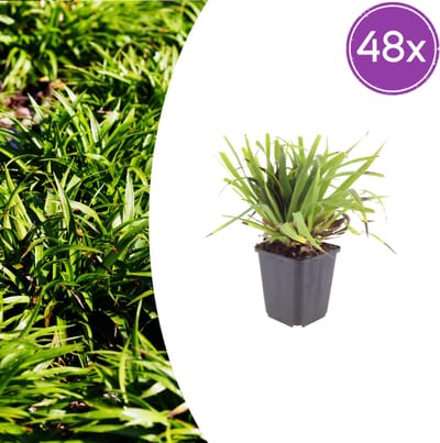 48 Stuks Bosveldbies, Groenblijvende Siergras, Bruine Bloemaren, Schaduwplant, Luzula sylvatica - 10-25cm - Ø9cm