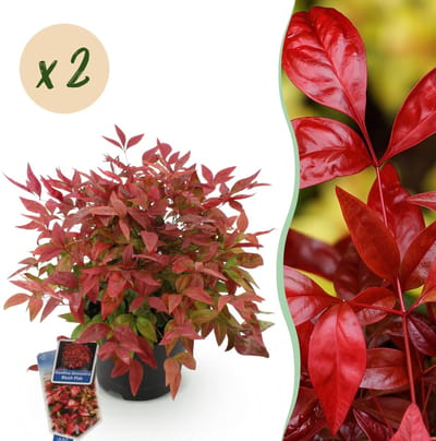 Plantenboetiek.nl | Nandina Blush Pink - Donker Roze - 2 Planten - Groenblijvend - Weinig Onderhoud - Ø17cm - 30-40cm hoog - Tuinplant