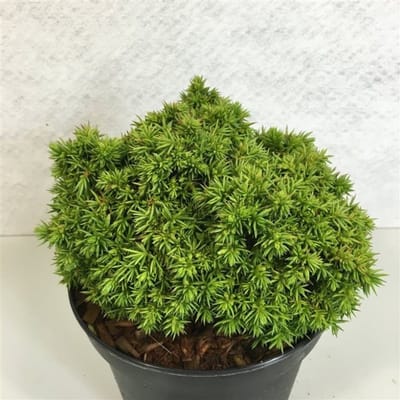 Plants Online BV - Planten - Haagplanten - Coniferen - Tuinplanten - Sier coniferen - Set van 1 - Cryptomeria japonica 'Tenzan'
