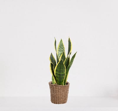 Sansevieria Superba in siermand Amber grof – Vrouwentong – eenvoudig te verzorgen slangenplant - 30-40cm - Ø12 – geleverd met plantenpot – vers uit de kwekerij