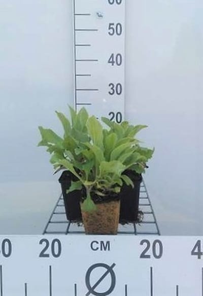 6x Vingerhoedskruid - Digitalis hybr. 'Mertonensis' | 9x9 cm pot