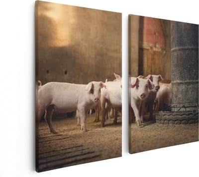 Artaza Canvas Schilderij Tweeluik Varkens op een Boerderij Stal - 80x60 - Foto Op Canvas - Canvas Print