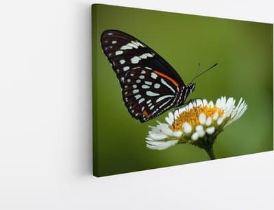 Saammp Canvas Schilderij -Vlinder op witte bloem - Dieren - Natuur - 30x20 - Foto op canvas - Wanddecoratie - muurdecoratie Woonkamer - Slaapkamer decoratie - Canvas Print