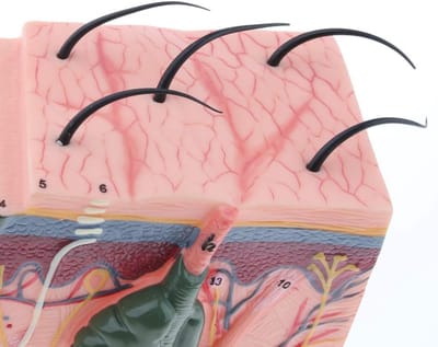 Anatomie Model Huid - Educatief Model - Medisch Onderwijs - Driedimensionaal Uitgebreid - 50x Vergroting - Niet Van Toepassing