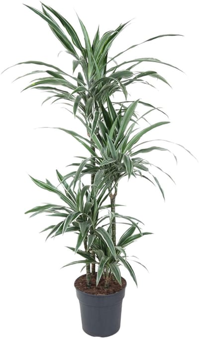 Dracaena Warneckei - 150 cm - ø24