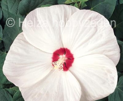 Hibiscus x moscheutos Nippon F1 White