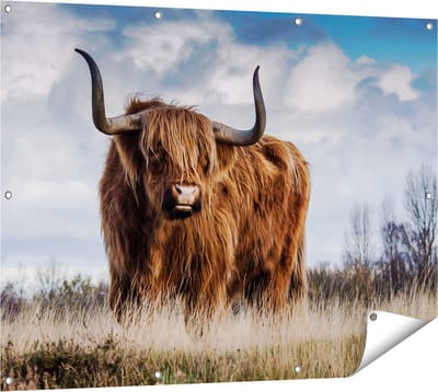 Gards Tuinposter Schotse Hooglander Koe - Kleur - 120x90 cm - Tuindoek - Tuindecoratie - Wanddecoratie buiten - Tuinschilderij