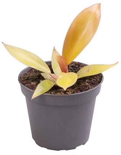 Philodendron Prince of Orange - Hoogte 10cm - Pot 6cm