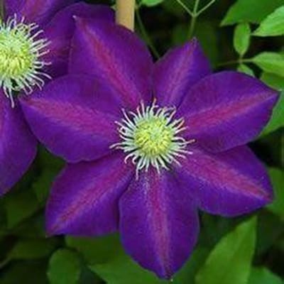 Clematis 'The Vagabond' - Bosrank 50-60 cm in pot