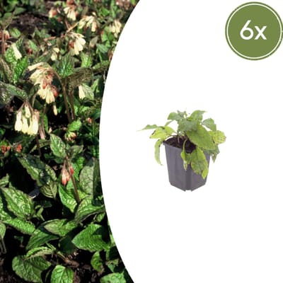 Tuinplantenshop.com | Symphytum grandiflorum | 6 stuks - Ø9cm - 10-25cm hoog - Tuinplant