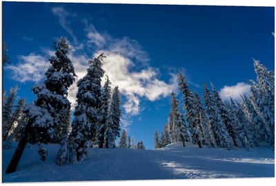 Dibond - Blauwe Lucht met Besneeuwde Bomen - 90x60cm Foto op Aluminium (Wanddecoratie van metaal)