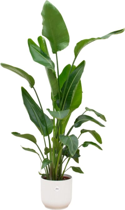 Plantenboetiek.nl | Strelitzia Nicolai inclusief elho Vibes Fold Round wit - Ø30cm - 150-160cm hoog - Kamerplant - Complete set - Plant met pot
