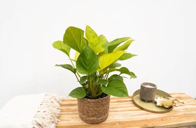 Homalomena Lemon Lime - 30cm
