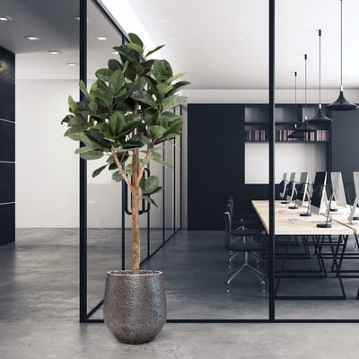 Ficus Elastica Robusta Kunstboom Deluxe 200cm