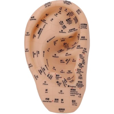 Modèle de Point d'Acupuncture Auriculaire Modèle de Massage des Zones de l'Oreille Fournitures de Laboratoire pour l'Apprentissage des Points d'Acupuncture et des Points de Pression 30x17cm
