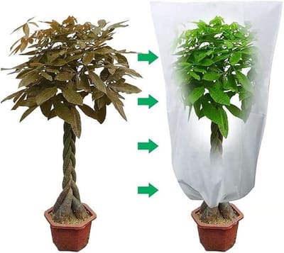 CE - Winter Beschermkap voor Planten - 80x100cm - 2 Stuks