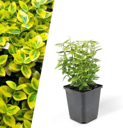Bodembedekkers Set - Klimop planten - Tuin Opfleuren - Goudgroen Blad - 48 Stuks - Groen