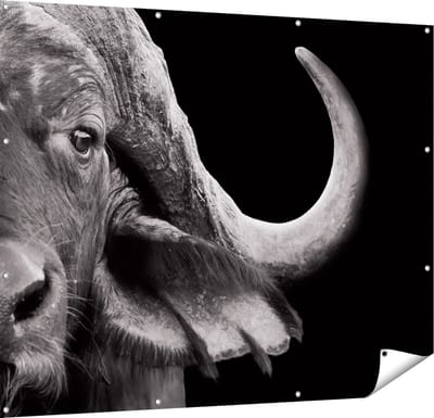 Gards Tuinposter Buffel - Buffelkop - Zwart Wit - 150x120 cm - Tuindoek - Tuindecoratie - Wanddecoratie buiten - Tuinschilderij