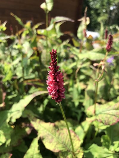 6 x Persicaria amplexicaulis 'J.S Delgado Macho' - Duizendknoop - P9 Pot (9 x 9cm) - Dima Vaste Planten