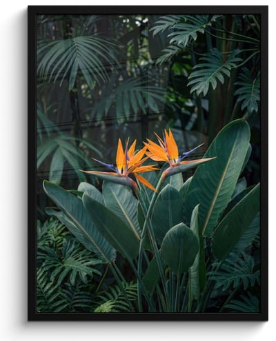 Poster in lijst - Fotolijst 60x80 cm - Posters - Paradijsvogel - Bloem - Exotisch - Posterlijst zwart - Decoratie - Wanddecoratie woonkamer - Muurdecoratie slaapkamer