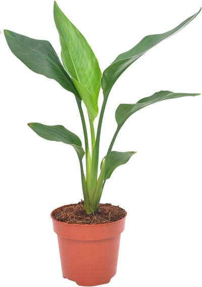Plantenboetiek.nl | Strelitzia Reginea - Ø12cm - 30-40cm hoog - Kamerplant - Groenblijvend