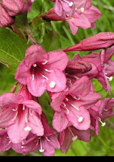 2 x Weigela flor. 'Victoria' - Weigela, Weigelia 50- 60 cm in pot