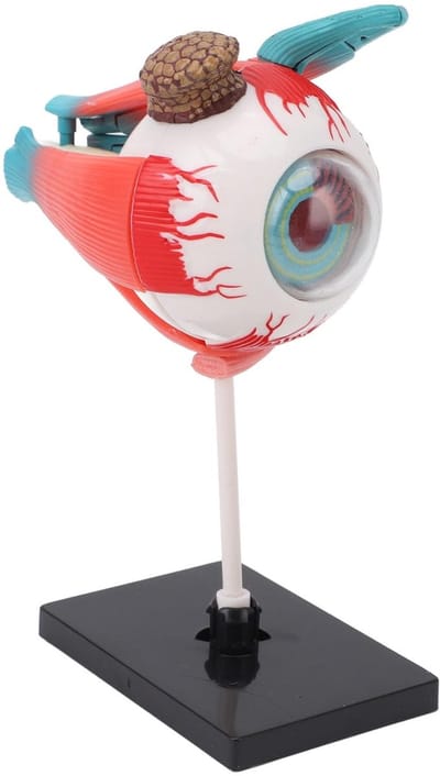 Dailygoods- Oogmodel Voortreffelijk Gedetailleerd - Educatief Hulpmiddel - Anatomie Oogbol - Lichtgewicht Duurzaam Ontwerp - Afneembaar Model - Stevige Basis - Anatomisch Oogmodel