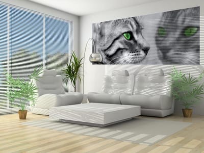 Cat Kitten Photo Wallcovering