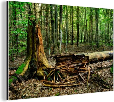 Aluminium schilderij 180x120 cm - Wanddecoratie metaal - Rottende boom in het Poolse Nationaal Park Białowieża - Metalen muurdecoratie woonkamer - Decoratie industrieel - Foto op dibond - Industriële accessoires slaapkamer