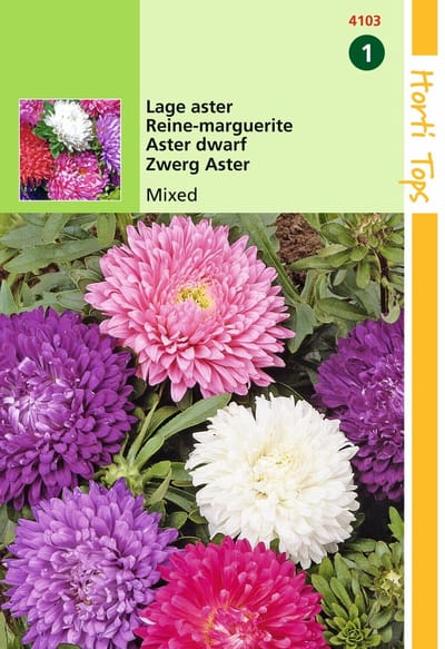 2 stuks - Hortitops - Callistephus Chinensis Dwergchrysanthemum Gem...