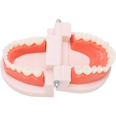 Modèle de petites dents, modèle d'enseignement du brossage à la maternelle, outils d'éducation médicale bucco-dentaire pour enfants