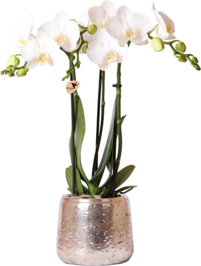 Kolibri Orchids | witte Phalaenopsis orchidee – Amabilis + Luxury sierpot zilver – potmaat Ø9cm – 40cm hoog | bloeiende kamerplant in bloempot - vers van de kweker