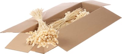 Gedroogde Bloemen Gebleekt Wit Phalaris - 1 bundel