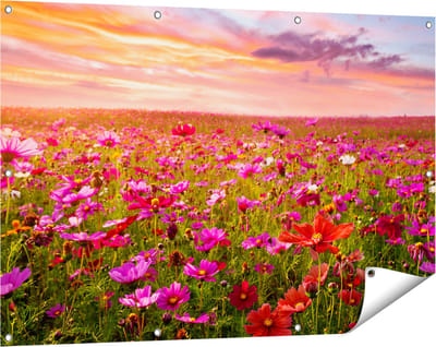 Gards Tuinposter Kleurrijke Kosmos Bloemenveld - 120x80 cm - Tuindoek - Tuindecoratie - Wanddecoratie buiten - Tuinschilderij