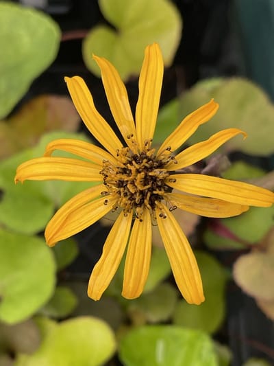 6x Grijsaard - Ligularia dent. 'Othello' | 9x9 cm pot