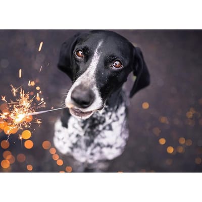 DIY Diamond schilderij Diamant borduurwerk Kruissteek Zwart-witte hond steentjes 20X30CM