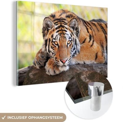 MuchoWow® Glasschilderij 60x40 cm - Schilderij acrylglas - Tijger - Pup - Boomstam - Foto op glas - Schilderijen