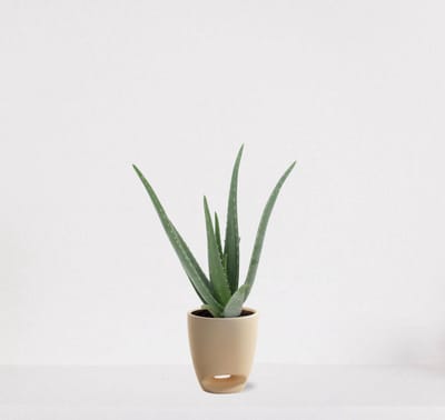 Aloë Vera in sierpot Jip vanille – vetplant – eenvoudig te onderhouden - 35-45cm - Ø13 – geleverd met plantenpot – vers uit de kwekerij