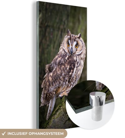 MuchoWow® Glasschilderij 20x40 cm - Schilderij acrylglas - Uil - Close up - Boom - Foto op glas - Schilderijen