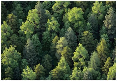 WALLARENA - Fotobehang - 150x105 cm - Fototapet met bomen en natuur voor slaapkamer en salon, vliesbehang