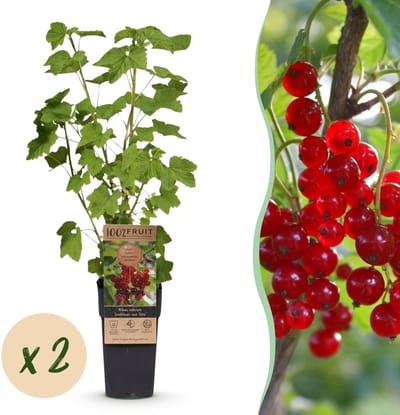 Green boutiQ - Fruitplant - Ribes rubrum Jonkheer van Tets - Bessenplant - Winterhard - Rode Bes - 2 Planten - Pot 15cm - Hoogte 50cm